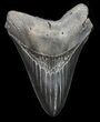 Serrated, Lower Megalodon Tooth - Georgia #72795-1